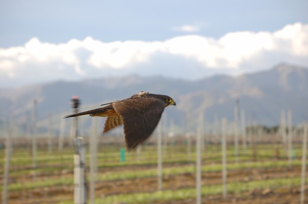 Dudley- male NZ Falcon flying in vineyard